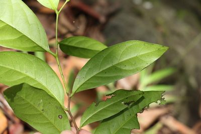 Diospyros fasciculosa, photographed by Greg Tasney