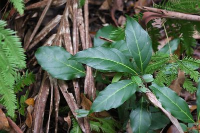 Apocissus sterculiifolia, photographed by Greg Tasney