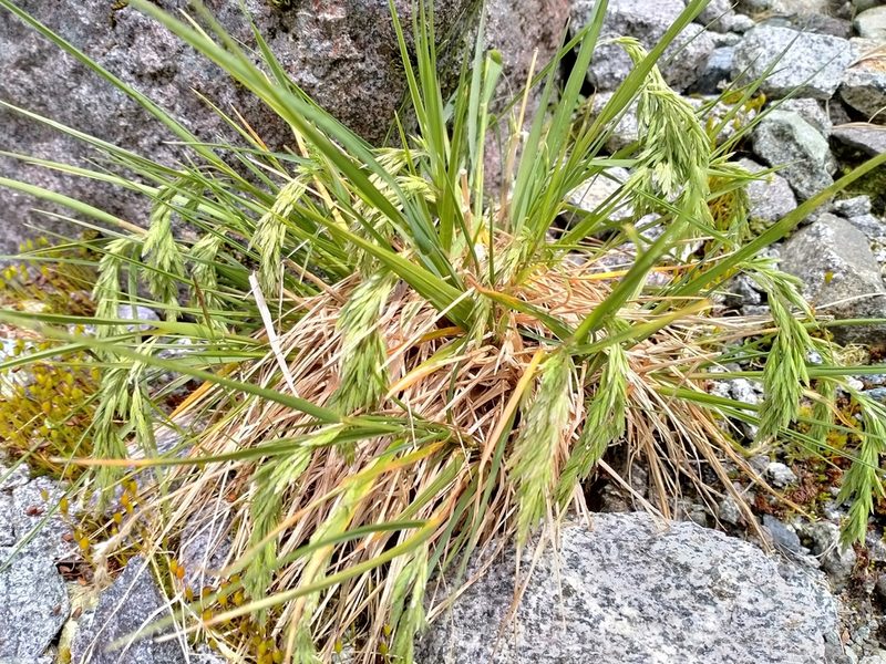 Poa novae-zelandiae, photographed by Heidi Meudt