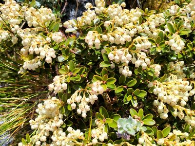 Gaultheria crassa, photographed by Heidi Meudt