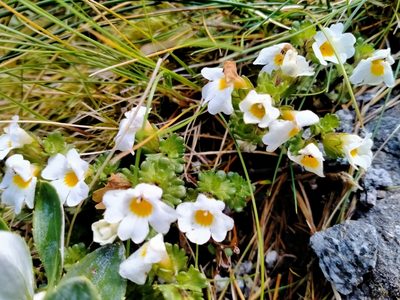 Euphrasia petriei, photographed by Heidi Meudt