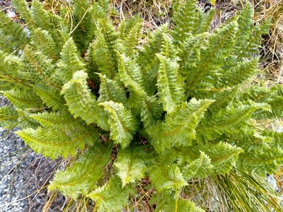 Polystichum cystostegia, photographed by Heidi Meudt
