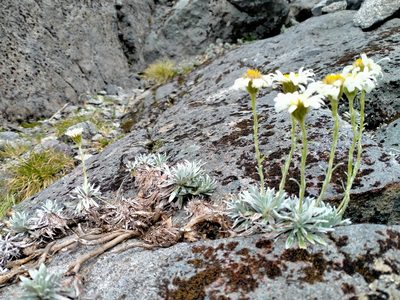 Celmisia hectorii, photographed by Heidi Meudt