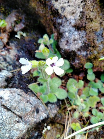 Ourisia remotifolia, photographed by Heidi Meudt