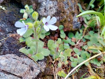 Ourisia remotifolia, photographed by Heidi Meudt