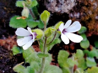 Ourisia remotifolia, photographed by Heidi Meudt