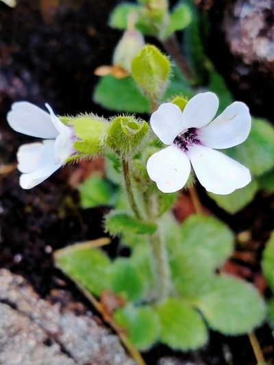 Ourisia remotifolia, photographed by Heidi Meudt