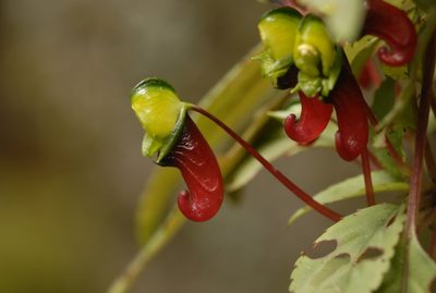 Impatiens parasitica, photographed by Divya Mudappa