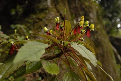 Impatiens parasitica, photographed by Divya Mudappa