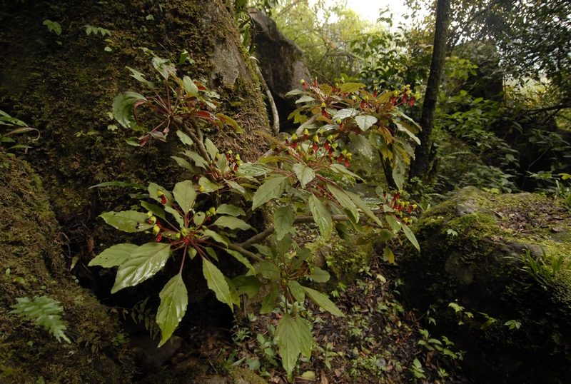 Impatiens parasitica, photographed by Divya Mudappa