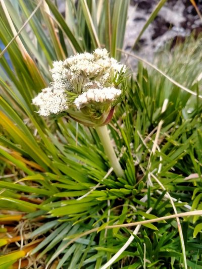 Aciphylla congesta, photographed by Heidi Meudt