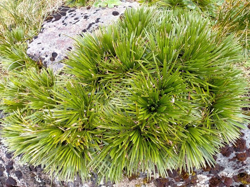 Aciphylla congesta, photographed by Heidi Meudt