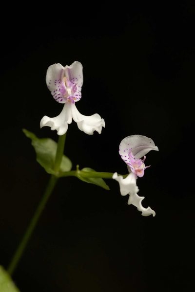 Disperis neilgherrensis, photographed by Divya Mudappa