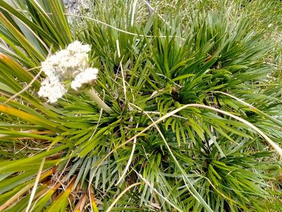 Aciphylla congesta, photographed by Heidi Meudt