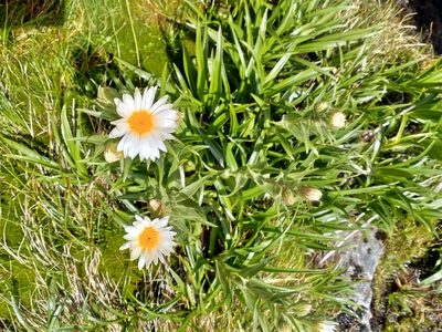 Dolichoglottis scorzoneroides, photographed by Heidi Meudt