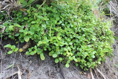 Peperomia urvilleana, photographed by Joe Dillon
