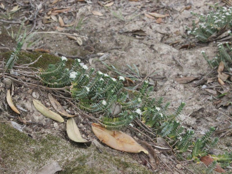 Pimelea urvilleana, photographed by Joe Dillon