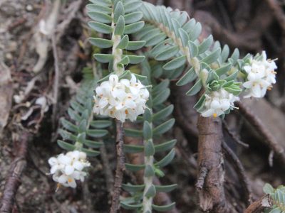 Pimelea urvilleana, photographed by Joe Dillon