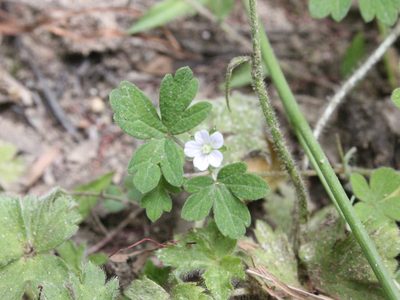 Geranium homeanum, photographed by Joe Dillon