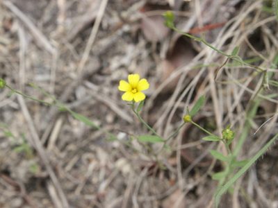 Linum trigynum, photographed by Joe Dillon