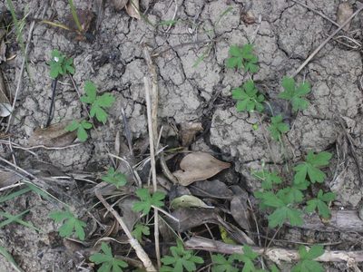 Geranium homeanum, photographed by Joe Dillon