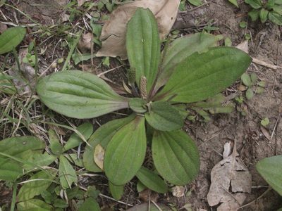 Plantago australis, photographed by Joe Dillon