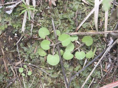 Centella uniflora, photographed by Joe Dillon