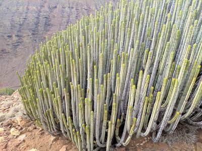 Euphorbia canariensis, photographed by Denys Vynokurov