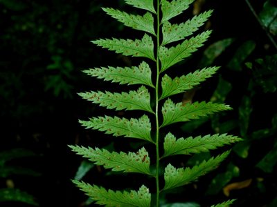 Polystichum formosanum, photographed by Jacy Chen