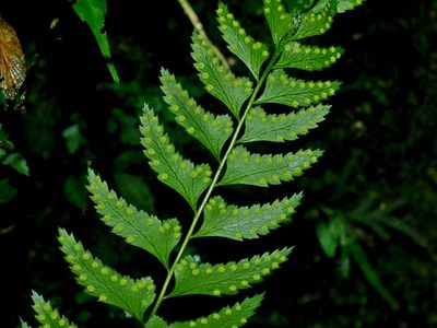 Polystichum formosanum, photographed by Jacy Chen