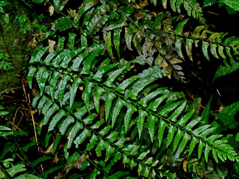 Polystichum formosanum, photographed by Jacy Chen