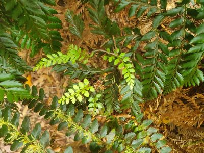 Polystichum proliferum, photographed by Yoav Daniel Bar-Ness
