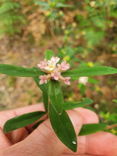 Pimelea drupacea, photographed by Yoav Daniel Bar-Ness