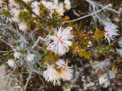 Melaleuca squamea, photographed by Yoav Daniel Bar-Ness