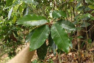 Sarcomelicope simplicifolia, photographed by Greg Tasney