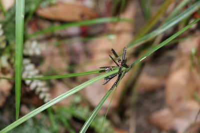 Cyperus tetraphyllus, photographed by Greg Tasney