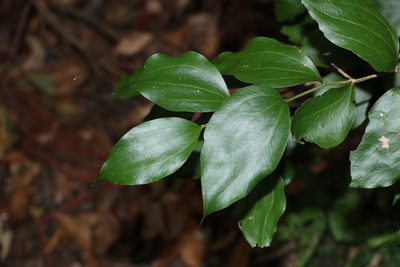 Acacia bakeri, photographed by Greg Tasney