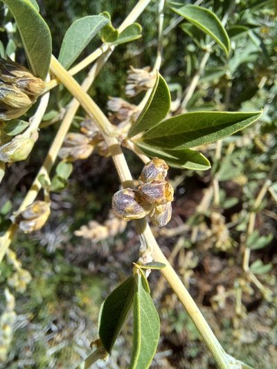Psoralea striata, photographed by Danie Palm
