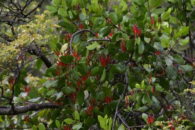 Peraxilla colensoi, photographed by Christopher Stephens