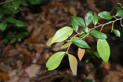 Cleistanthus cunninghamii, photographed by Greg Tasney