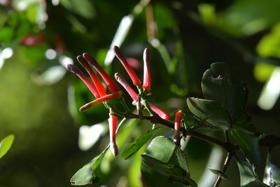 Peraxilla colensoi, photographed by Christopher Stephens