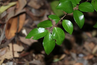 Gossia fragrantissima, photographed by Greg Tasney