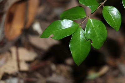 Gossia fragrantissima, photographed by Greg Tasney