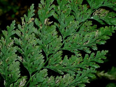 Vandenboschia striata, photographed by Jacy Chen