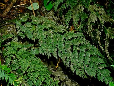 Vandenboschia striata, photographed by Jacy Chen