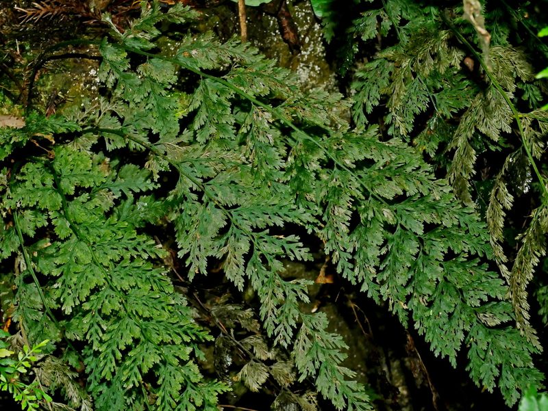 Vandenboschia striata, photographed by Jacy Chen