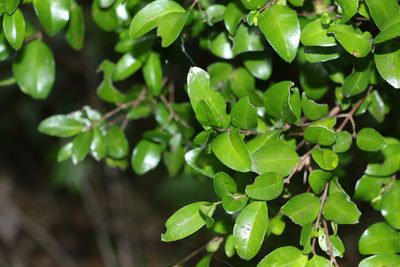 Gossia fragrantissima, photographed by Greg Tasney