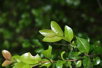 Gossia fragrantissima, photographed by Greg Tasney