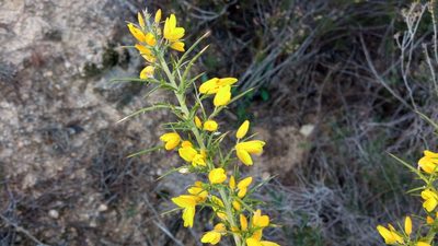 Ulex parviflorus, photographed by Josep Gesti