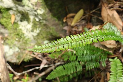 Pellaea nana, photographed by Greg Tasney
